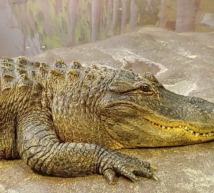 alligators-photo